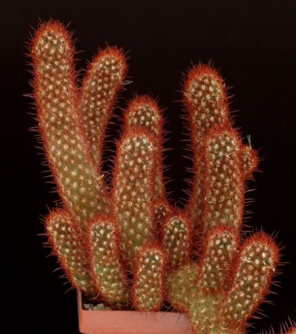 Mammillaria_elongata_1